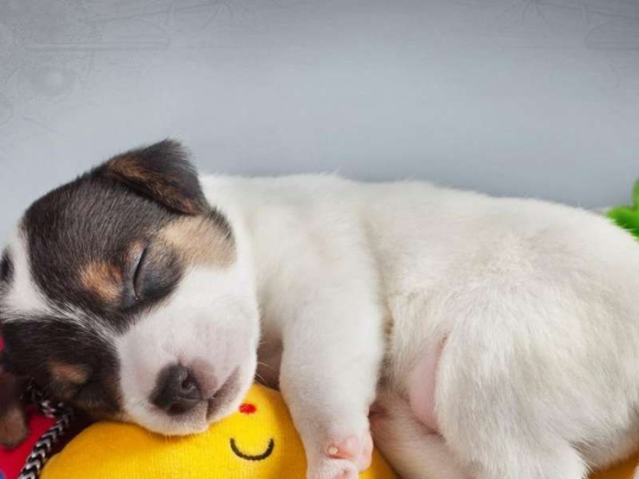 Según un estudio, los perros sueñan con los humanos que aman