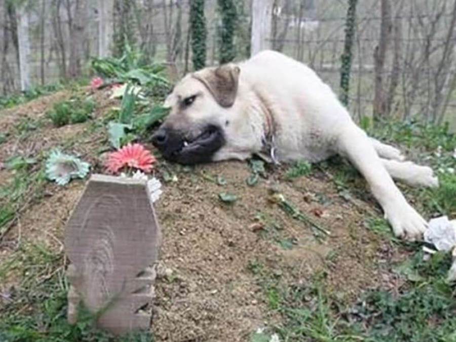 La historia de ”Zozo”, el perro que visita hace cinco años la tumba de sus dueños
