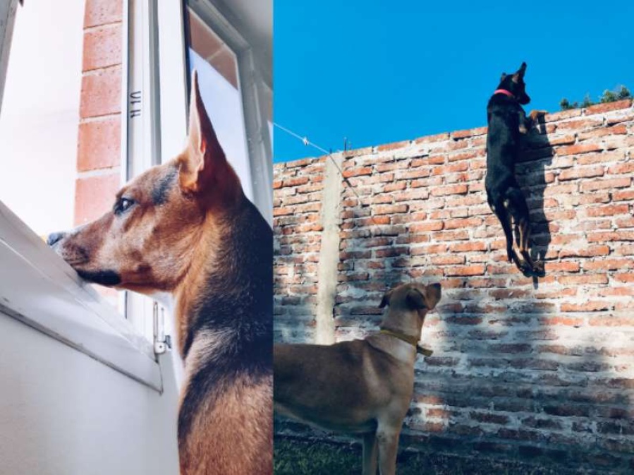 Mascotas en cuarentena: el hilo de Twitter más tierno del mundo