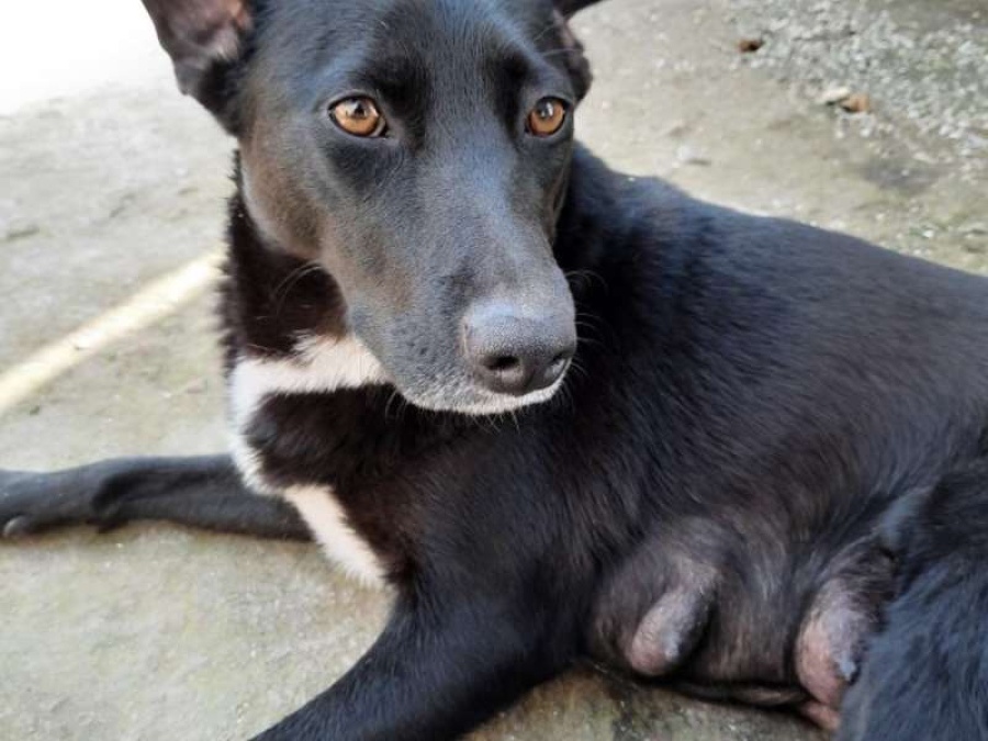 Busca amor: se le murió el dueño, tuvo cachorritos y necesita una familia