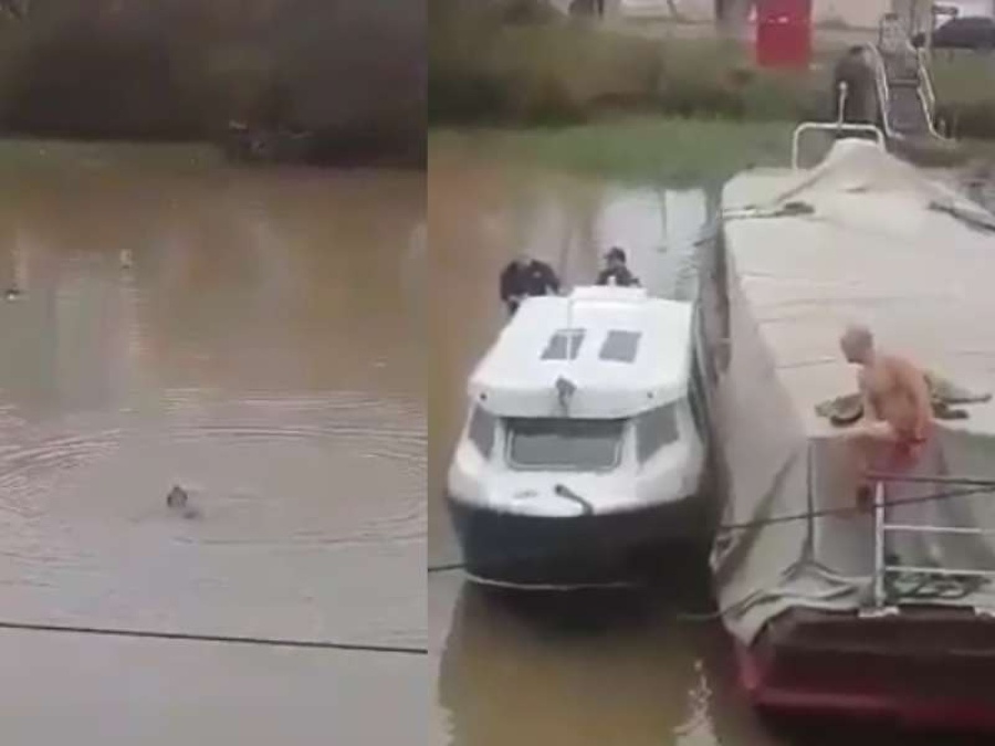 Video: Emocionante rescate a una perra ciega que se cayó al río en la Escuela Naval 