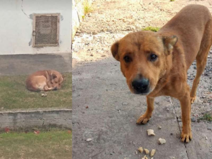 Sus dueños lo dejaron en la calle: buscan una familia urgente en La Plata para este perro