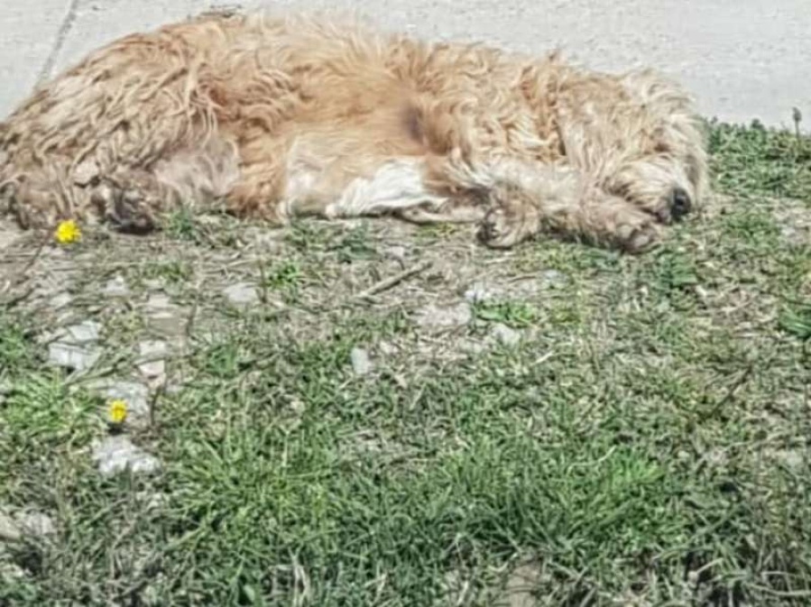 Vecina de Berisso rescató a una perra maltratada: ”Nunca vi un animal en este estado de abandono” 