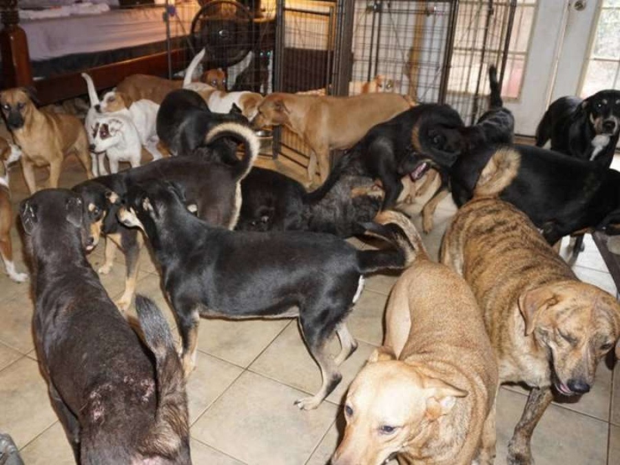 Piden ayuda para un hombre de La Plata que tiene 14 perros y vive con $3.000 por mes 