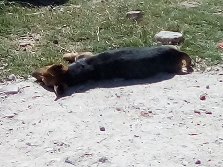 Conmoción por un perro que murió abandonado y al rayo del sol en La Plata por las altas temperaturas: “Nadie lo ayudó”