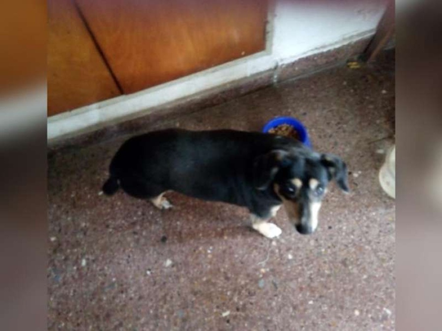 ”Le saqué la perrita a mi vecina, había quedado ronca de tanto llorar”