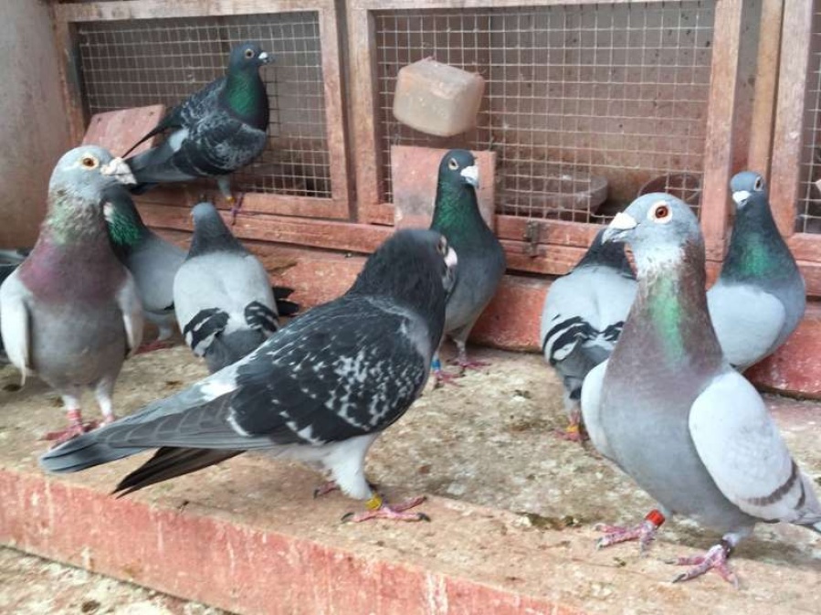 Habilitaron el adiestramiento de palomas en la provincia de Buenos Aires