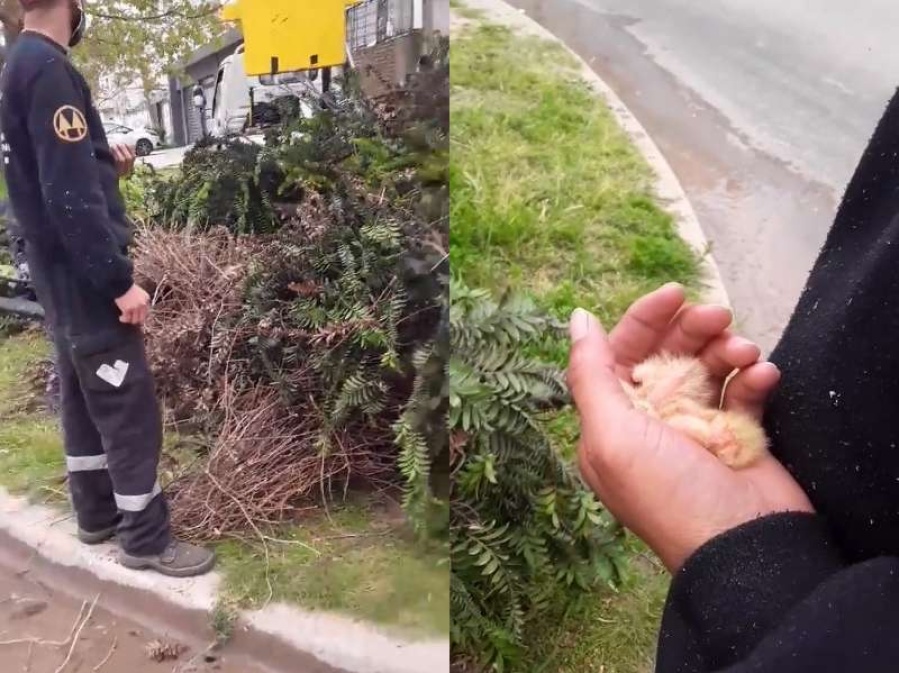 Loros y polémica en Tolosa: una vecina discutió y grabó la tensa pelea con trabajadores municipales 