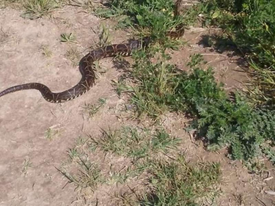 Una serpiente venenosa rondaría Berisso y los vecinos piden no acercarse a ese lugar