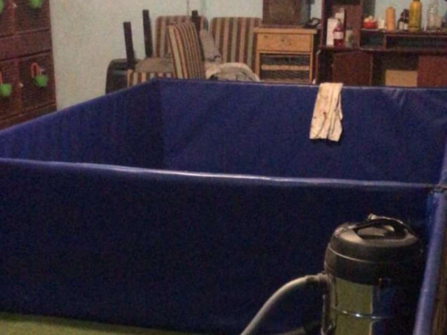 85 gallos de riña y dos box, el insólito allanamiento en La Plata: usaban anabólicos para el crecimiento de las aves