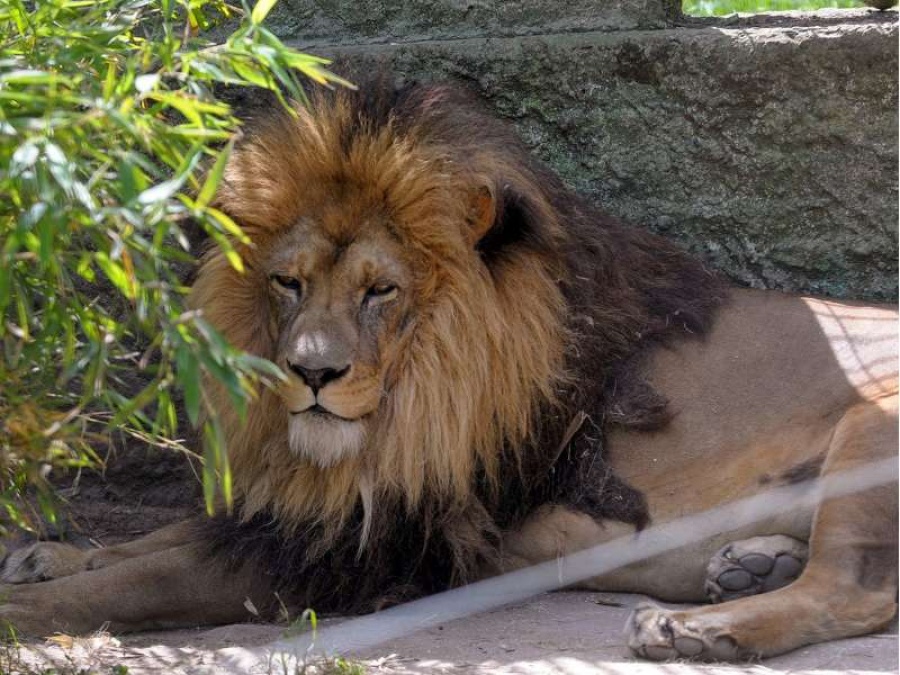 Un concejal de La Plata muy preocupado por lo que pasa en el Bioparque:”¿Dónde están las necropsias? ¿Quién las firma?”