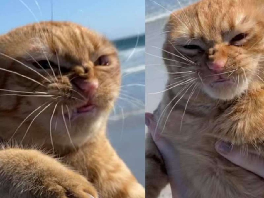 Este gato pisó la playa por primera vez pero... ¡no le gustó!