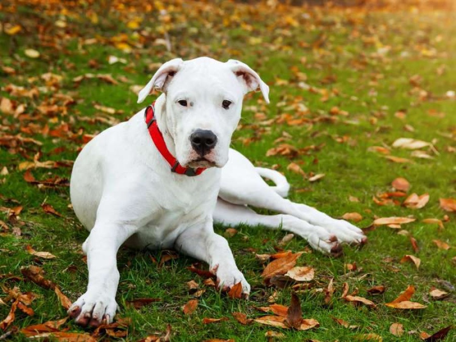 Se abrió una causa judicial por el dogo que mató a una niña de 2 años en Ensenada