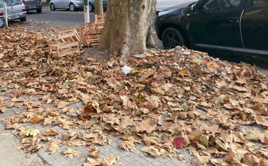 ”Las hojas nos tapan, si querés vení y te sacás unas selfies”: El reclamo de una vecina de Barrio Hipódromo al intendente