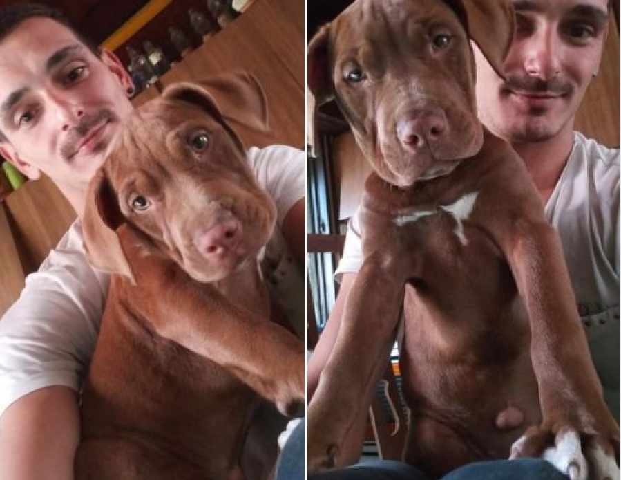 Ladrón desalmado se robó a una perra en el barrio La Granja y su dueño la busca desesperado