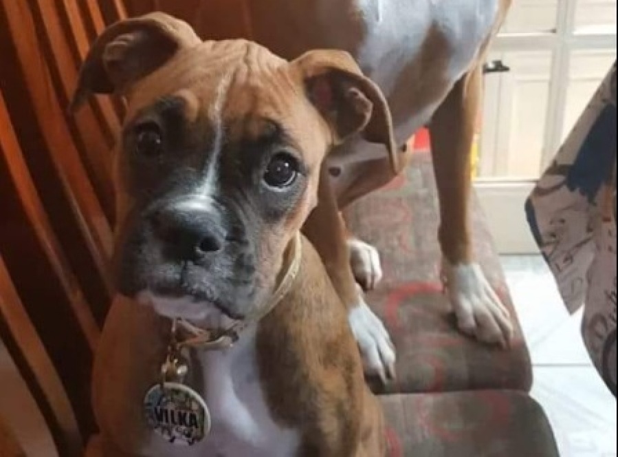 Atropelló, mató a una perra en La Plata y huyó: ”Sos un cobarde”