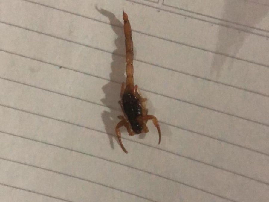 Peligro en el centro de La Plata por alacranes venenosos: ”Pensas que no te va a pasar nada, hasta que te aparece”