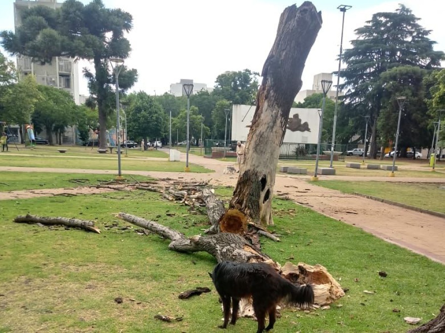 Vecinos de Plaza España denuncian peligro por reiteradas caídas de árboles