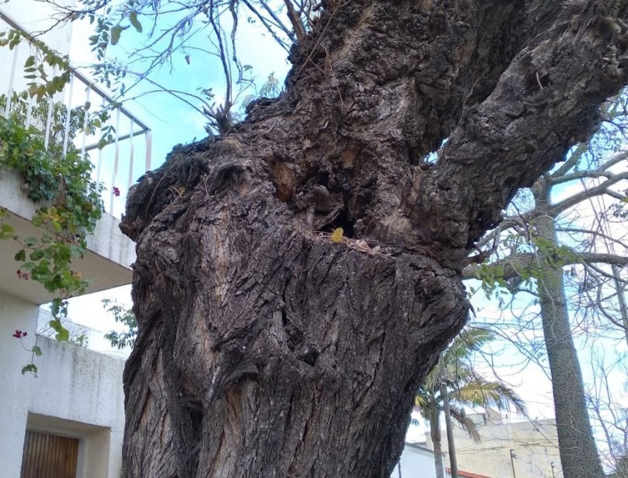 En Tolosa piden que les retiren un árbol que está a punto de caer