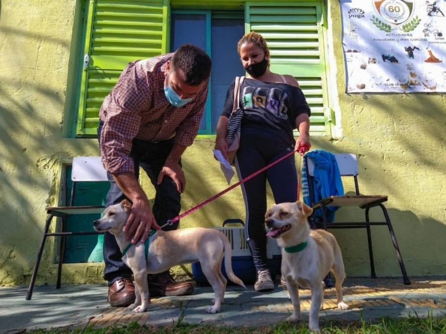 Proponen aplicar un plan de equilibrio poblacional de perros y gatos en el Partido de La Plata