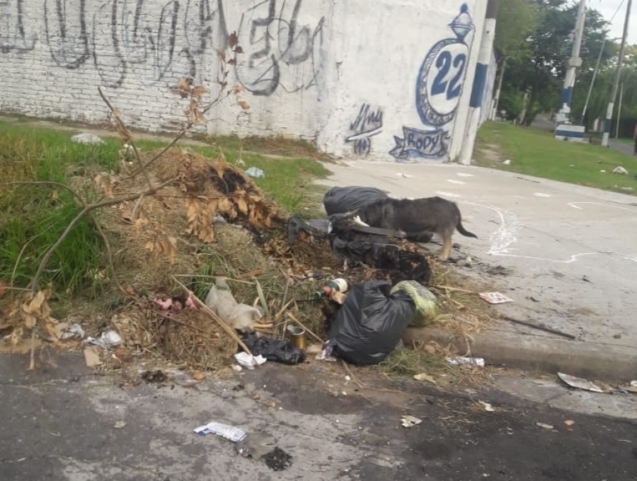 En varias zonas de Villa Elvira dejó de pasar el camión de la basura y los perros generan un desastre en las veredas