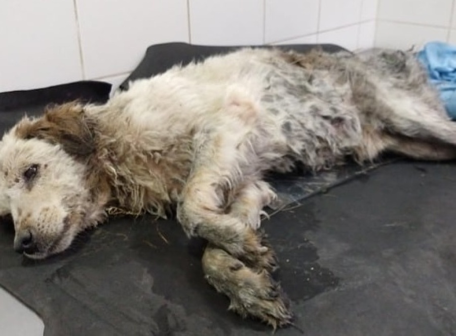 Organizan una rifa para ayudar a un perrito en La Plata: ”Lo encontramos hipotérmico y paralítico”