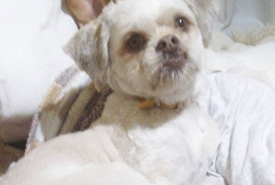 ”La estamos pasando mal”: Una familia de La Plata busca desesperadamente a su perro