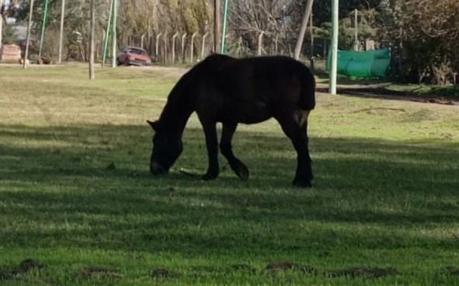 Vecinos de Etcheverry, indignados por la presencia de caballos en una plaza