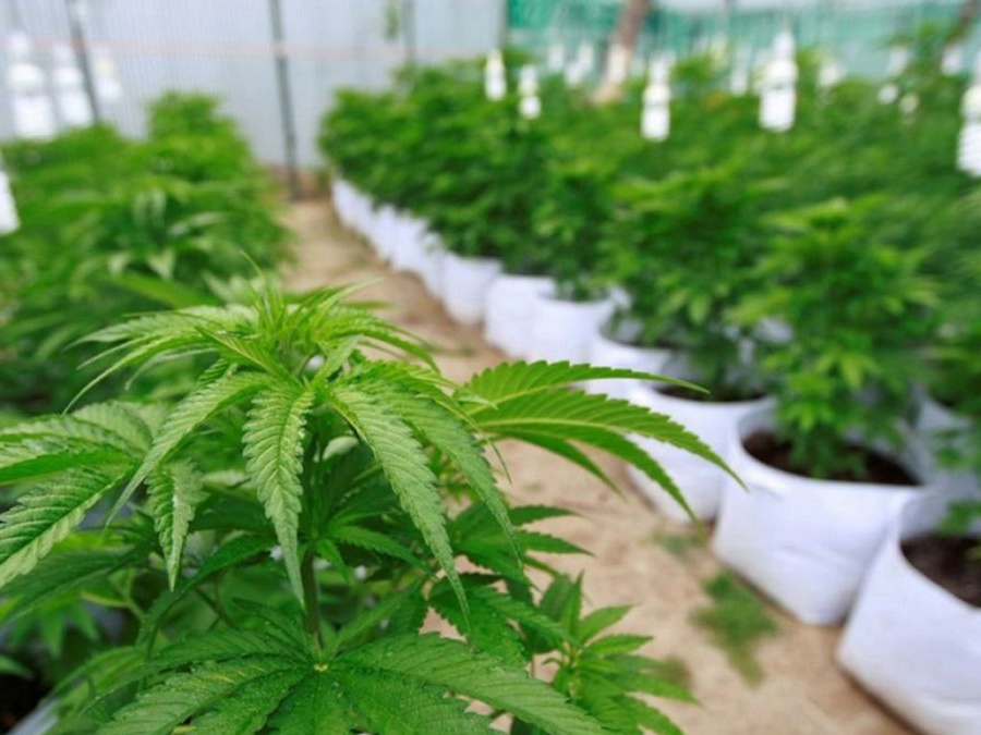 Cannabis: El Gobierno legalizó el autocultivo para uso medicinal y la venta de aceites en farmacias