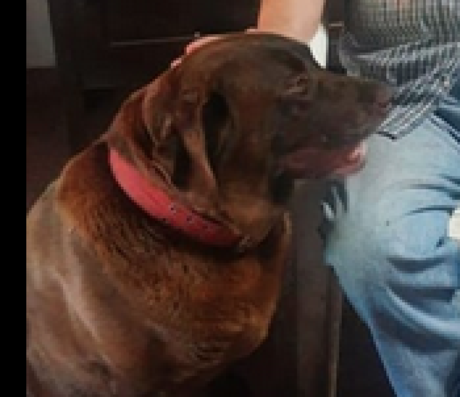 Buscan a un perro que fue robado en La Plata