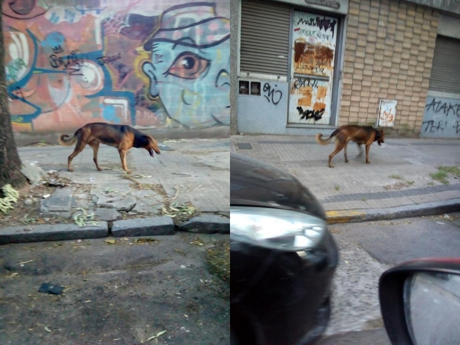 Le quebraron la pata a un perro en 5 y 58, y no lo pueden agarrar para ayudarlo: ”Está muy asustado y agitado”