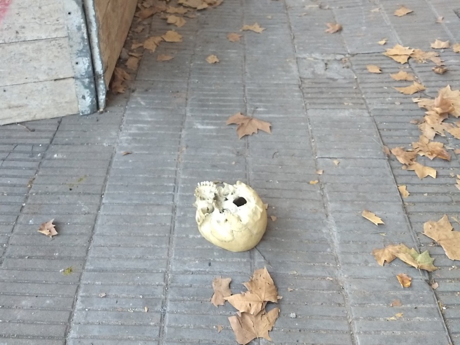 Una vecina de La Plata encontró un cráneo en la calle y se volvió viral