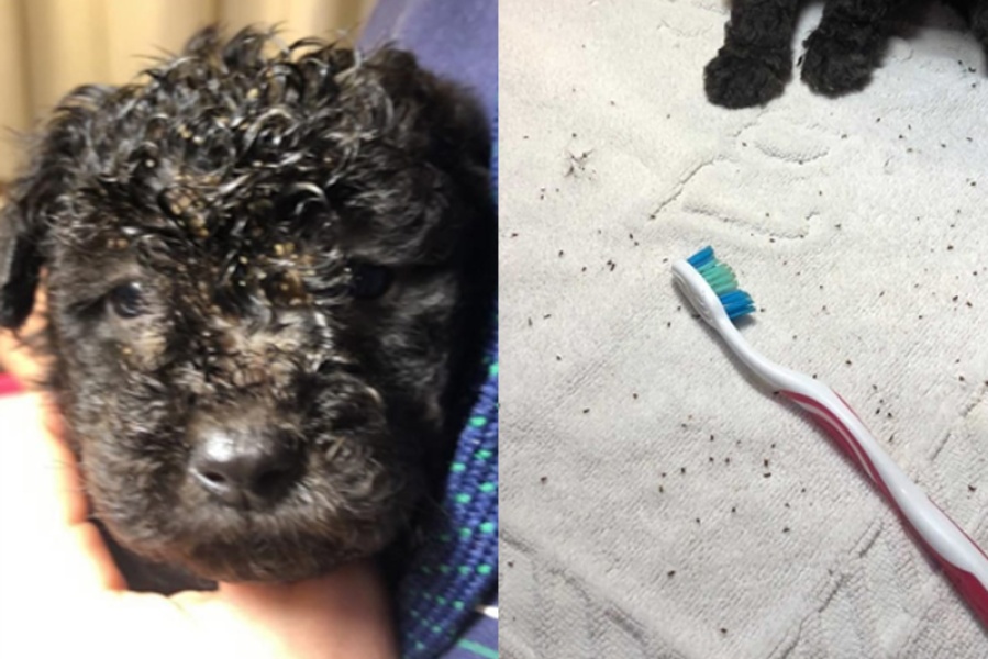 Descubren criadero ilegal de caniches en La Plata: los tienen en mal estado y comercializan por internet