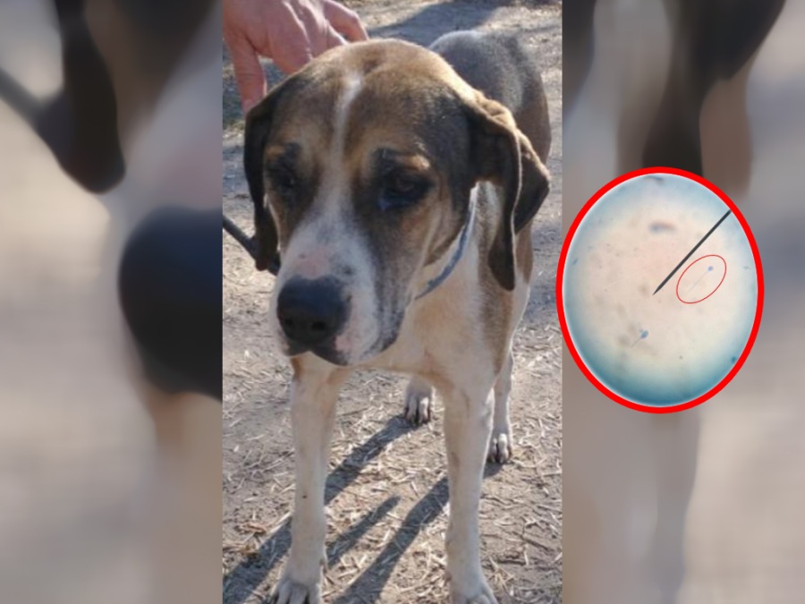 Abusaba a su perra en La Plata, fue rescatada y ahora deben hacerle un costoso ADN para denunciarlo: ”La entregó riéndose”