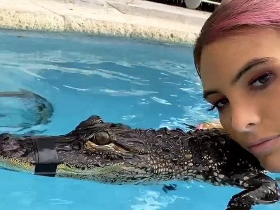 Tras la polémica, Stefi Roitman se justificó sobre el cocodrilo encintado: ”Los cuidados son los correctos”