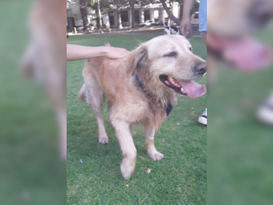 Fue golpeado y abandonado por su dueño en La Plata: ”Dijo que el perro comía alimento especial, les tiro la correa y se fue”