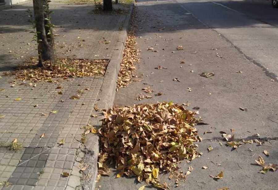 En 9 y 34 las barrenderas trabajaron sin carrito ni pala para juntar las hojas: ”Es una vergüenza”