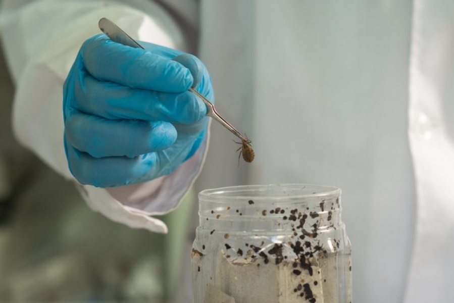 Científicos de La Plata crearon un insecticida que cuida el medio ambiente