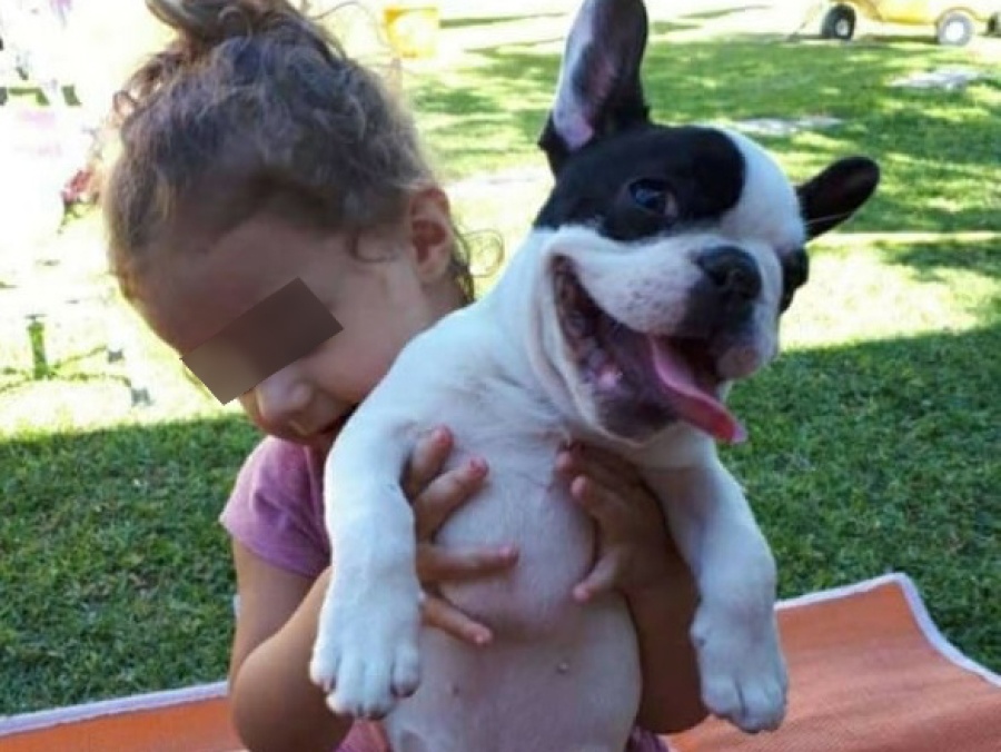 Se perdió la perra de una nena platense, regalada por su madre fallecida: ”Es lo único que le quedó de ella”