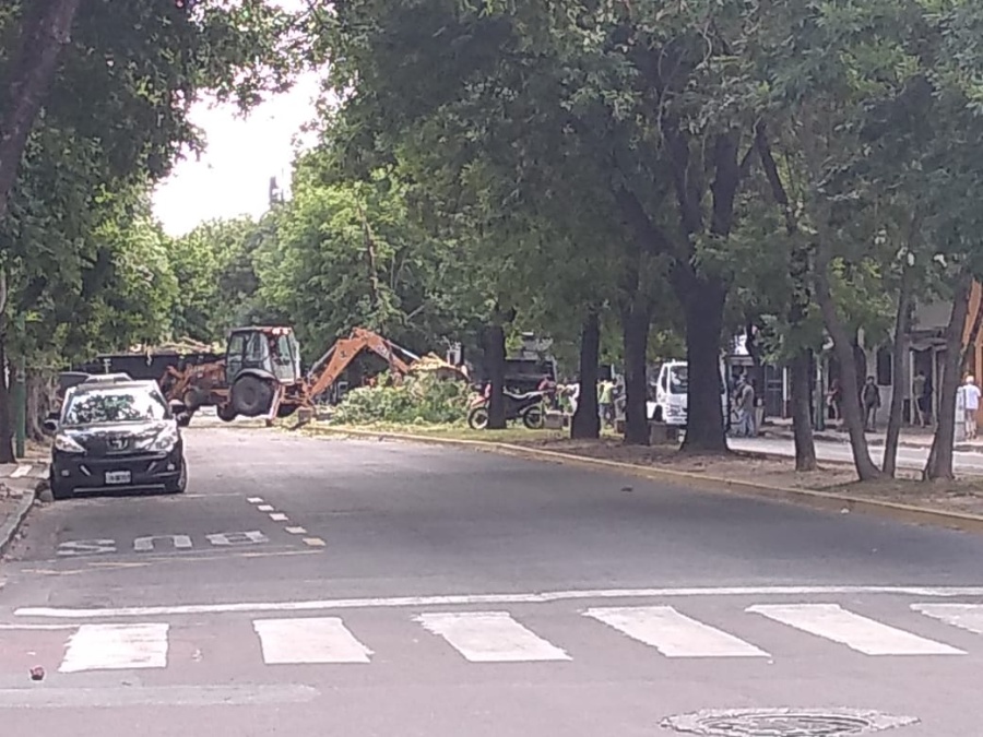 Se desplomó el histórico ombú de 60 y 11, y no hubo heridos de milagro