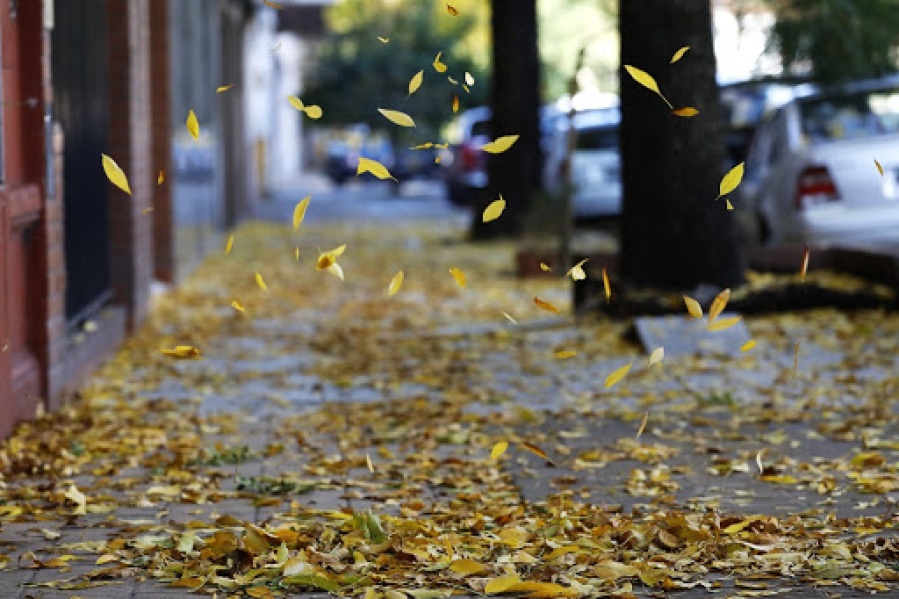 Denuncian que ante la falta de barrido, se tapan los desagües en pleno centro de La Plata