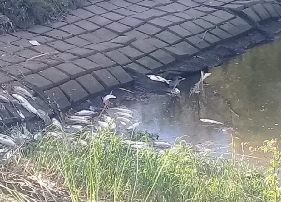 Aparecieron una multitud de peces muertos en Berisso y los vecinos alertaron por la contaminación del agua