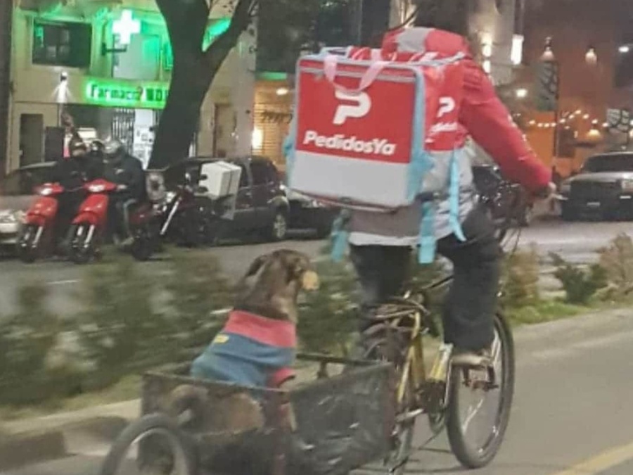 Repartidor llevó a su perro a trabajar con él y la foto se volvió viral: ”Aguante este flaco; no al abandono”
