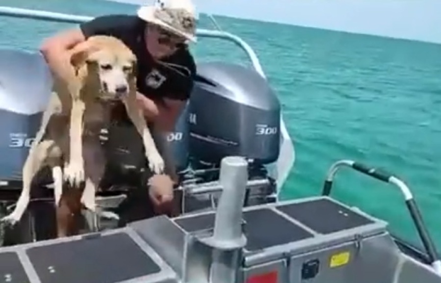 Emocionante y heroico rescate de una perrita que casi se ahoga en el mar