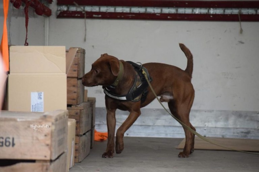 Los perros pueden detectar el COVID-19 con el olfato, incluso antes de que haya síntomas