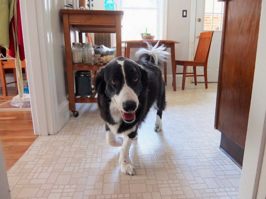 Estos son los beneficios para la salud mental de tener una mascota