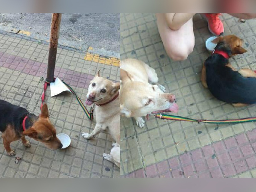 Una mujer deja a sus perros atados en una plaza toda la tarde sin agua ni comida en La Plata: ”Dice que es problema de ella”