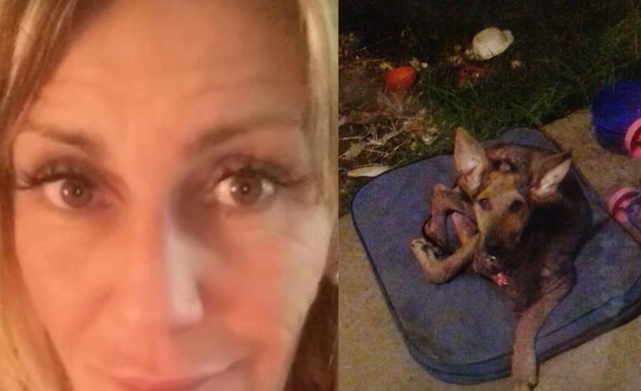 Vive en La Plata y tiene un corazón de oro: ”Ayudar a un animal es cambiar una vida”