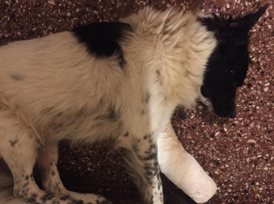 Se fracturó su perro en Los Hornos y ahora vende cuadros de artistas platenses muy baratos: el urgente pedido que se viralizó