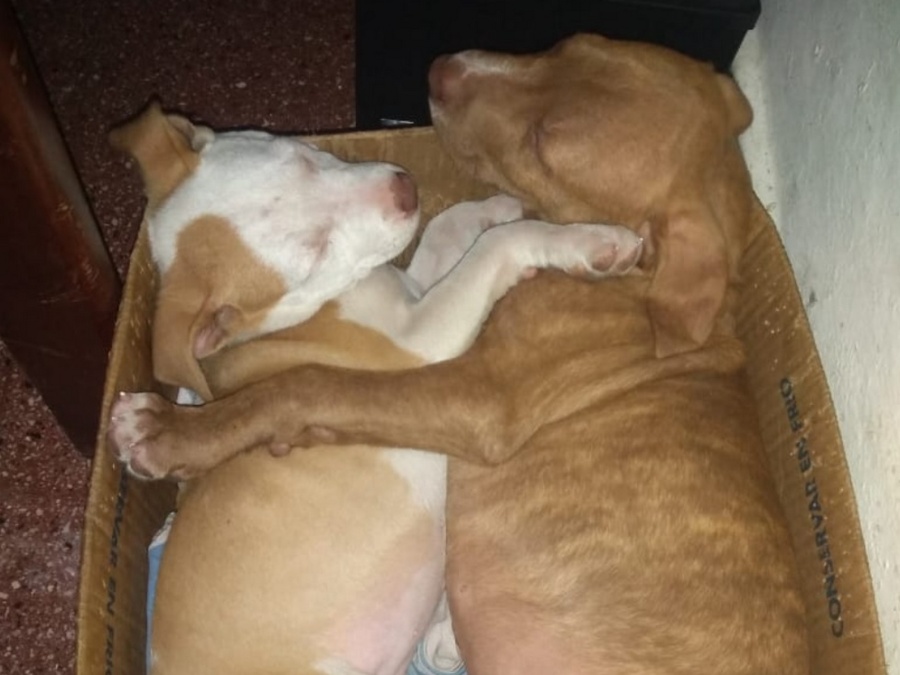 Una mafia de roba-perras dejó destrozada a una nena platense: ”Se la pasa llorando; casi no duerme”